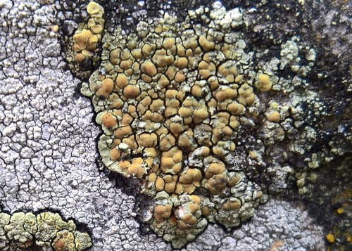 Glaucomaria sulphurea