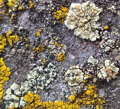 Glaucomaria sulphurea