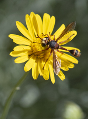 Physocephala marginata