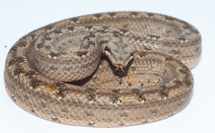 Tropidophis melanurus