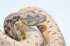 Tropidophis melanurus