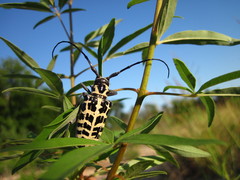 Plectrodera scalator