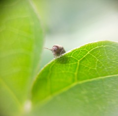 Tricorynus