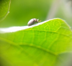 Tricorynus