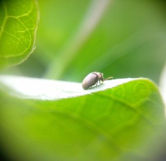 Tricorynus