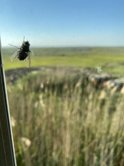 Tabanus nigrovittatus