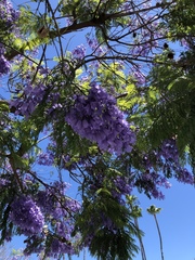 Jacaranda mimosifolia
