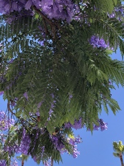 Jacaranda mimosifolia