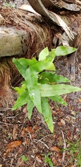 Phlebodium aureum