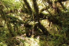 Metrosideros stipularis