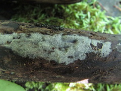 Hyphodontia arguta