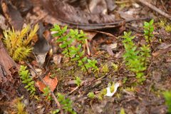 Metrosideros stipularis