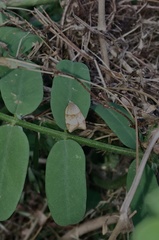 Coelostathma discopunctana