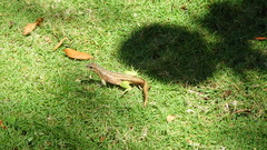 Leiocephalus personatus