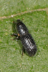 Tomolips quercicola