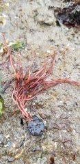 Sarcodiotheca