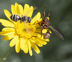 Physocephala marginata