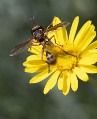 Physocephala marginata