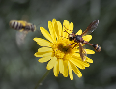 Physocephala marginata