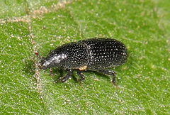 Tomolips quercicola