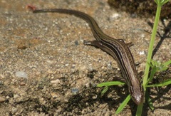 Plestiodon septentrionalis