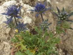 Eryngium dilatatum