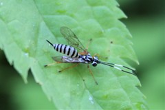 Lymeon orbus