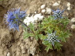 Eryngium dilatatum
