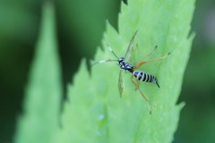 Lymeon orbus