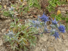 Eryngium dilatatum