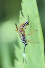 Lymeon orbus