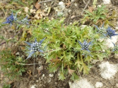 Eryngium dilatatum
