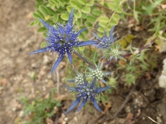 Eryngium dilatatum