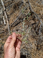 Eriogonum wrightii membranaceum