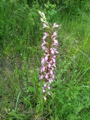Himantoglossum formosum