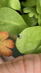 Cratomus megacephalus