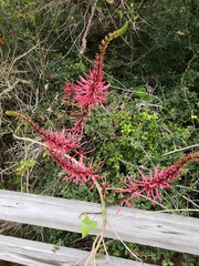 Erythrina herbacea