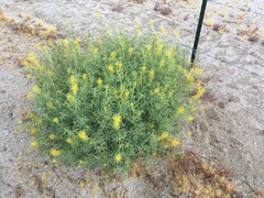Cleomella palmeri