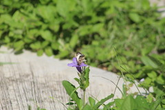 Heliopetes laviana