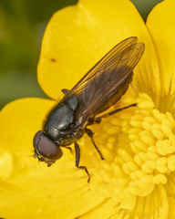 Cheilosia albitarsis