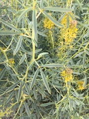 Cleomella palmeri