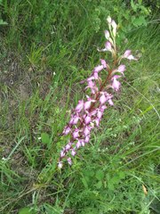 Himantoglossum formosum
