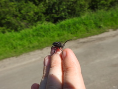 Dorcadion holosericeum