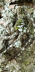 Araneus bicentenarius