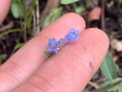 Mertensia oblongifolia