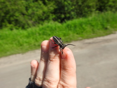 Dorcadion holosericeum