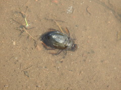 Hydrochara caraboides