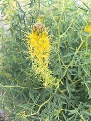 Cleomella palmeri