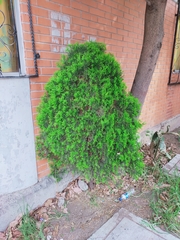 Platycladus orientalis