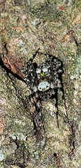 Araneus bicentenarius